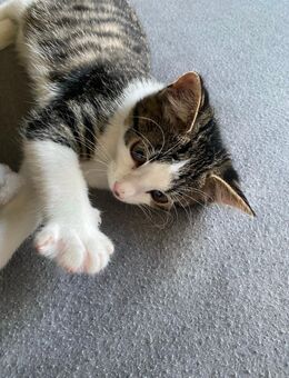 Baby-Katze wegen Allergie abzugeben 🐾 - Weingarten