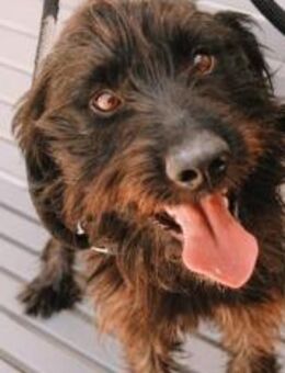 Moro sucht reizarmes Zuhause - Ellerbek