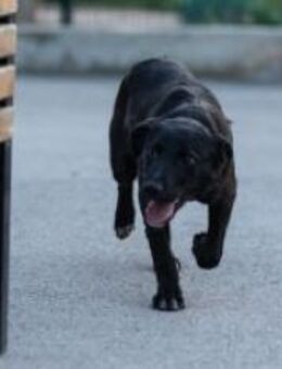 Kleine Seele Simun - Ellerbek