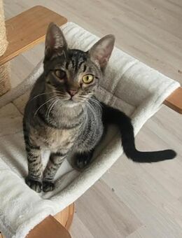 Kleiner Bandit sucht sein Zuhause - Margetshöchheim