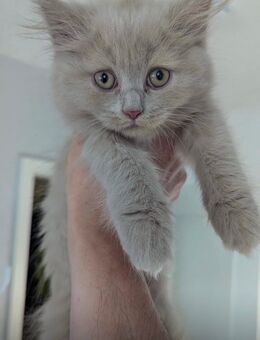 BKH reinrassig Kitten. - Braunschweig