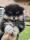 Zwergspitz Pomeranian Welpen in 46286