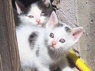 Junge Katzen/Kitten - Konnersreuth