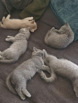 Britisch Kurzhaar 5 kitten - Bremen