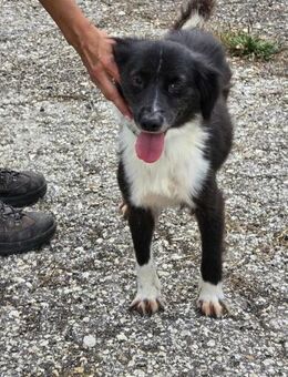 Kleines ♥️ große Hoffnung soziale NANCY - München