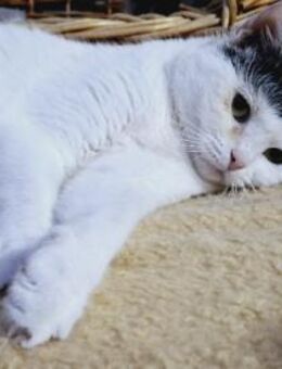 Chuya: Ein lebensfrohes Samtpfötchen - München