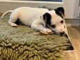 Parson Jack Russell Terrier in 25355