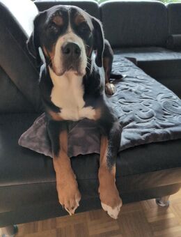 Berner Sennen Mix Hündin 4 J. sucht neues Zuhause - Hannoversch Münden