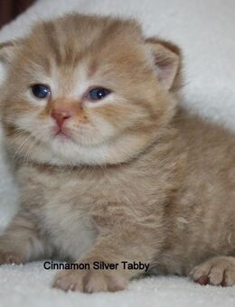 Das BESONDERE !! Britisch Kurzhaar Babys in Chocolate-Silver-Tabby u. Cinnamon-silver-Tabby !! - Köln
