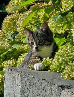 Katzenbaby / kleiner Kater - Karstädt (Brandenburg)