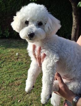 Bichon Frise Welpe Rüde reinrassig mit Ahnentafel - Jacobsdorf