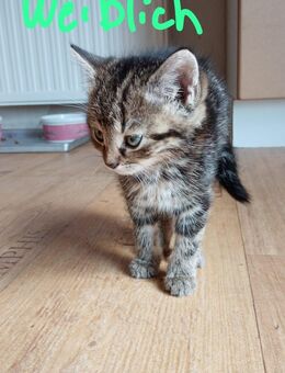 Katzenkitten Hauskatze - Windeck