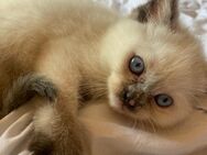 ❤️ Ragdoll babykatzen ❤️ - Erding