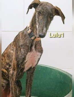 Lulu1 jung und dynamische Galga 2/25 ESP - Ruppertsecken