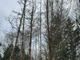 Bäume fällen gegen Holzmitnahme in 44269