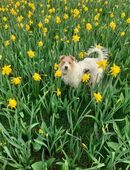 Deckrüde gesucht in 41238