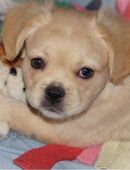 Fluffy und Kurzhaar Französische Bulldoggen Welpen aus langjähriger deutscher Zuchtstätte in 60311