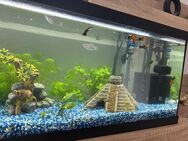 Aquarium, 54l voll ausgestattet - Güstrow
