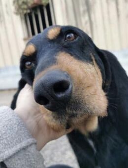 Ettore - Zuhause mit ❤️ gesucht - Grevenbroich