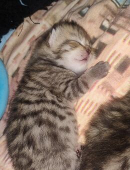 BKH Kitten - Lahr (Schwarzwald)