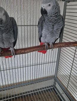 Kongo Graupapagei pärchen - Duisburg