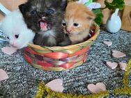 BKH Kitten - Papenburg