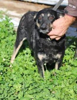 Leotie - total kinderlieb u. verspielt - Lohra