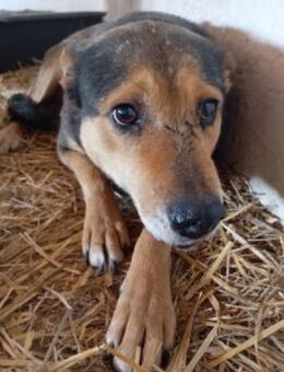 Lexi 58 cm - Alpenrod