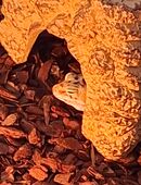 Leopardgeckos Jungtiere in 47228