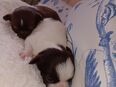 Wunderschöne reinrassige langhaar Chihuahua in 83700