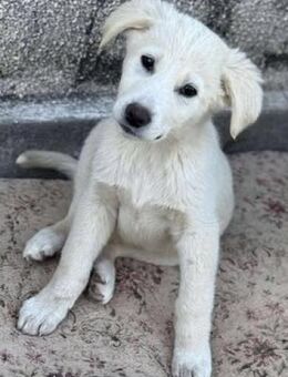 Aaron wunderschön und voller Liebe.... - Kempen