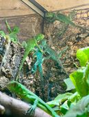 Grüne Leguanbabys (iguana iguana) NZ 9.2025 in 22175