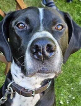 Hagen sucht sportliches Zuhause - Neu Ulm