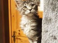 Verkaufe Maine Coon Kitten - Bad Schmiedeberg