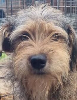 Soul-niedliche,liebe Hündin 2 Jahre-47cm - Rösrath