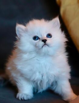 BLH-Kitten (männlich) sucht seine neue Familie. - Berlin