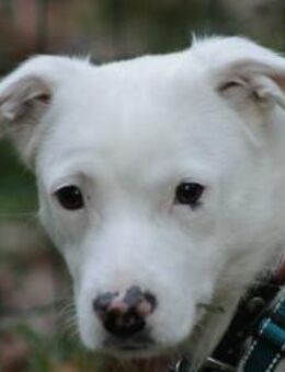 Schneeflöckchen Orla sucht ihr Glück! - Koblenz