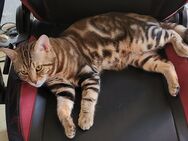 Bengal Mix BKH Deckkater (kein Verkauf) - Troisdorf