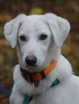 Gesuino sucht liebevolles Zuhause - Neuss