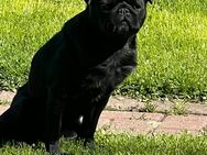 Mops Hündin - Altengottern