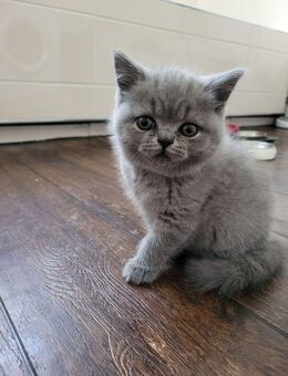 BHK Kitten, Kätzchen, Britischkurzhaarkatzen - Stockelsdorf