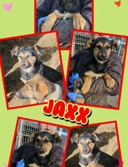 Welpenjunge Jaxx möchte ins Warme - Nürnberg