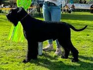 Riesenschnauzer Welpen schwarz - Kassel