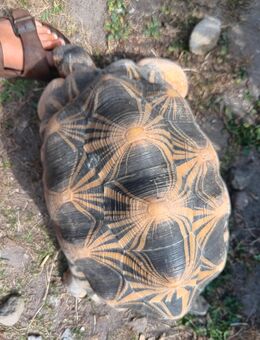 3.5 Astrochelys radiata Zuchtgruppe - Havixbeck