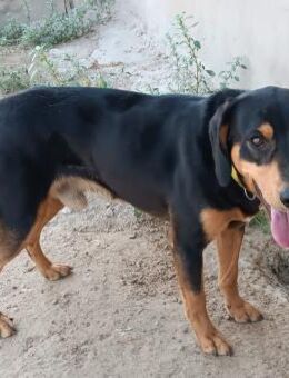 Blacky wurde abgegeben Mr - Ludwigshafen (Rhein)