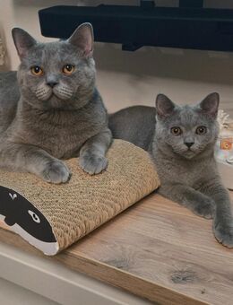 Britisch Kurzhaar Kitten Kater dunkelgrau - Starnberg