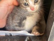 Finlo aus dem Tierschutz - Grevenbroich