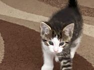 Süße Katzenbabys suchen ein liebevolles Zuhause 🏡 - Olsberg