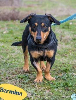 Hermina SI - menschenbezogen, lieb - Rheine