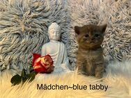 BKH/BLH Kitten blue und black smoke tabby - Stahlhofen (Wiesensee)